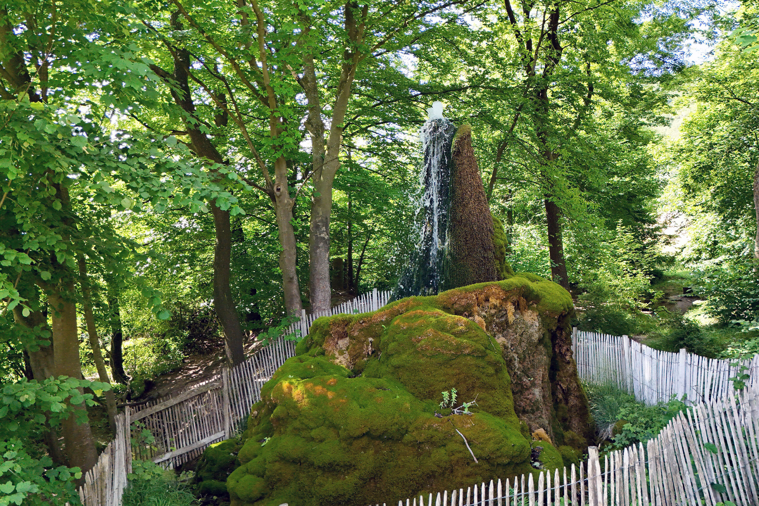 Wasserbaum Ockensen bei der Wahl zum Naturwunder 2025